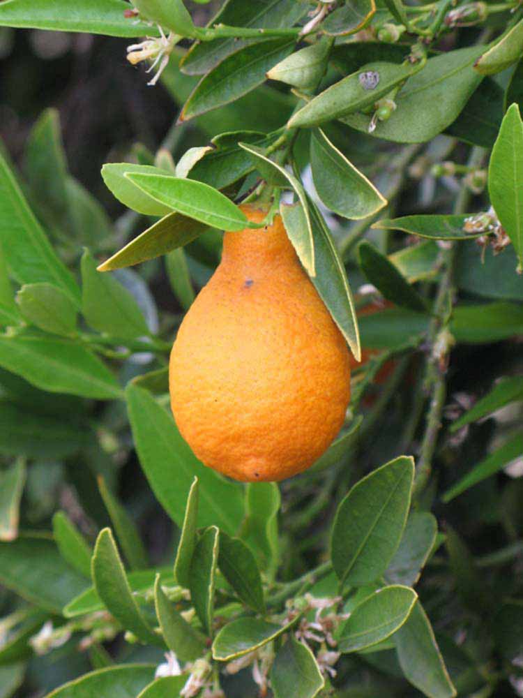            Fruit (Riverside, CA)   